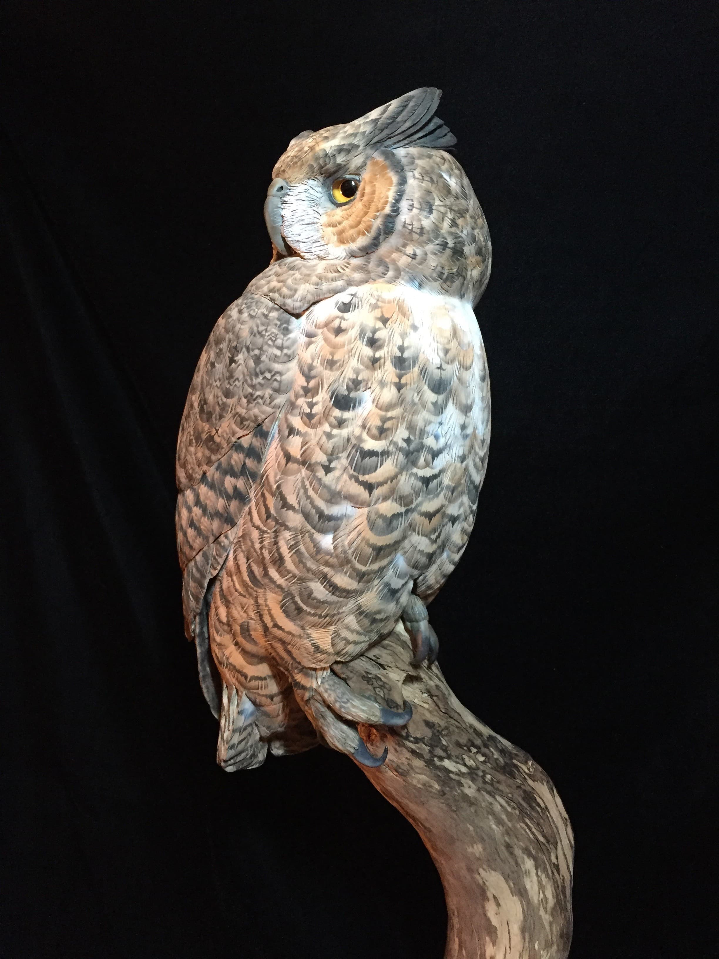 Great Horned Owl - Image 1