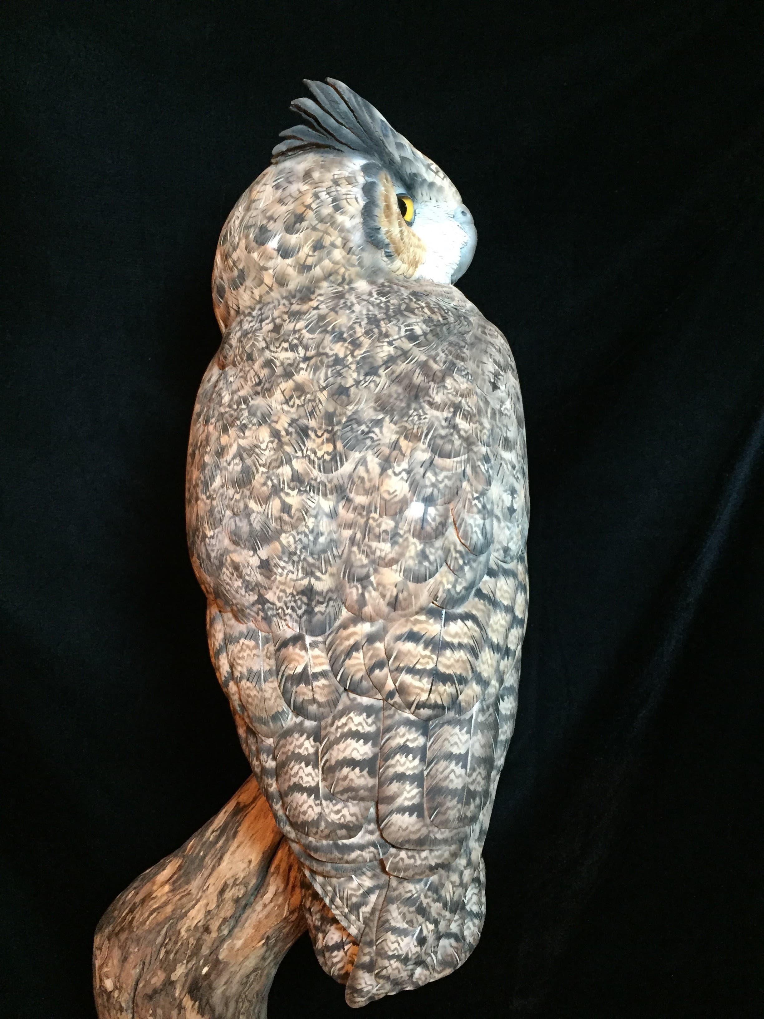 Great Horned Owl thumbnail 2