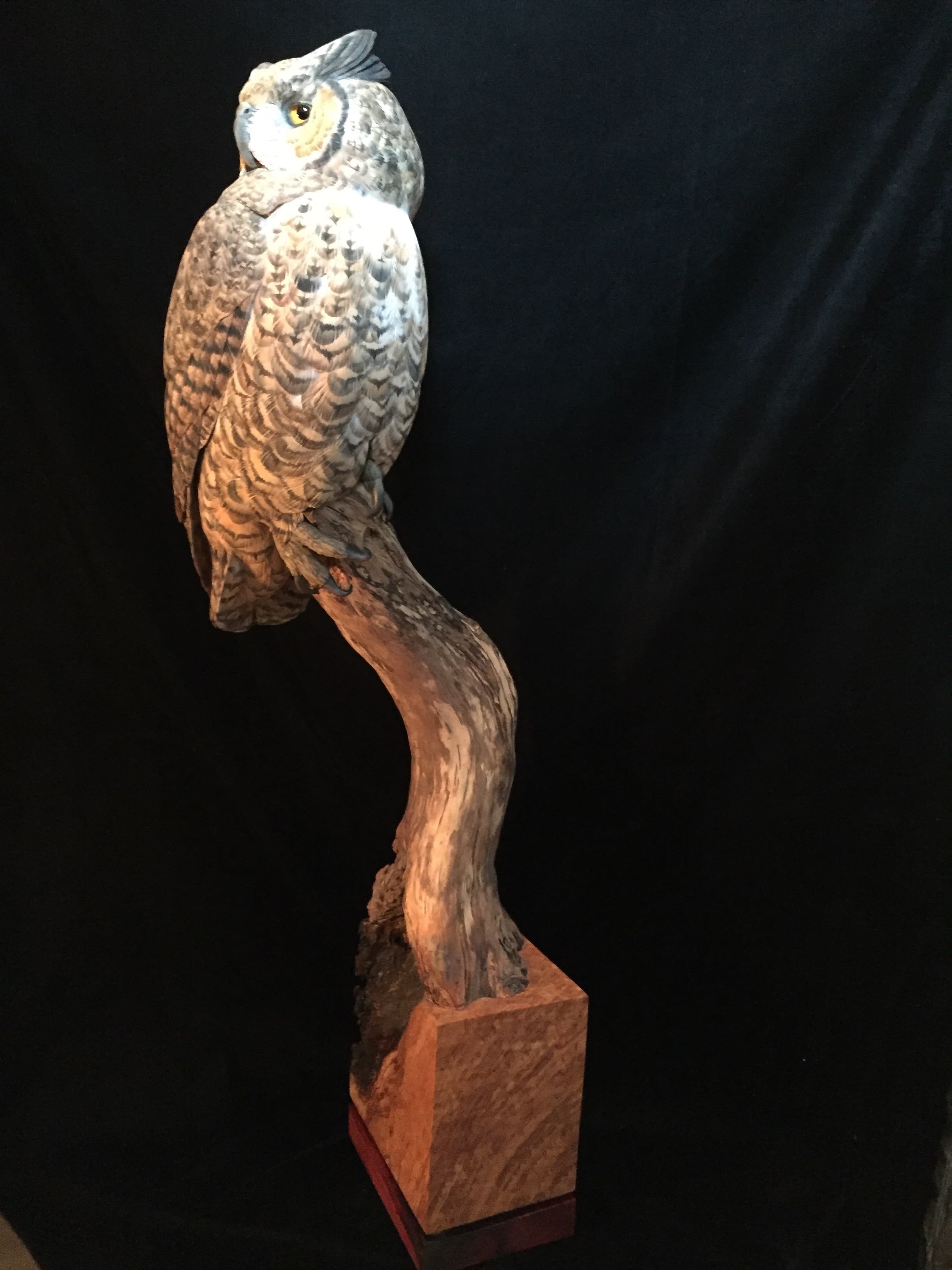 Great Horned Owl thumbnail 3