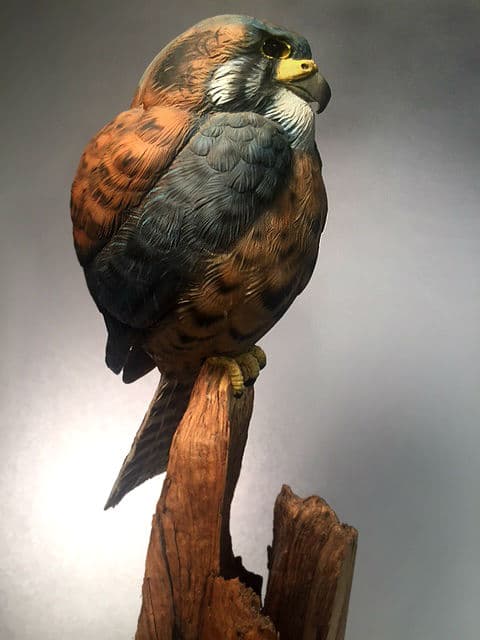 American Kestrel - Image 1