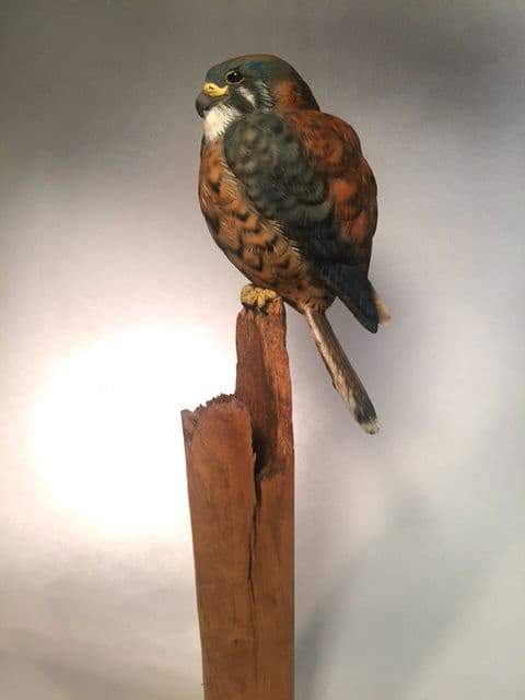 American Kestrel thumbnail 2