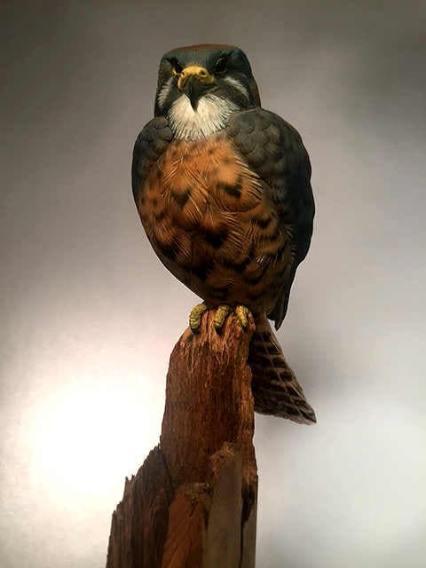 American Kestrel thumbnail 4