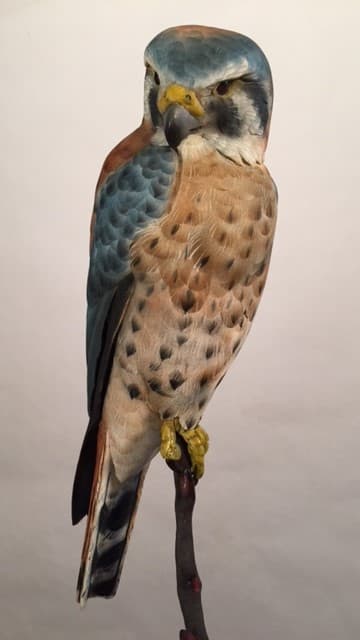 American Kestrel - Image 1