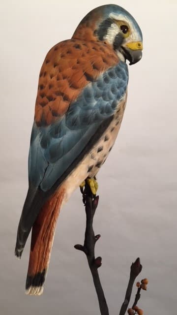 American Kestrel thumbnail 2