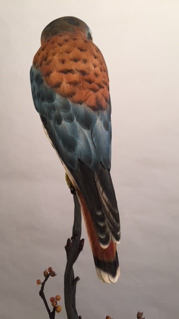 American Kestrel thumbnail 3
