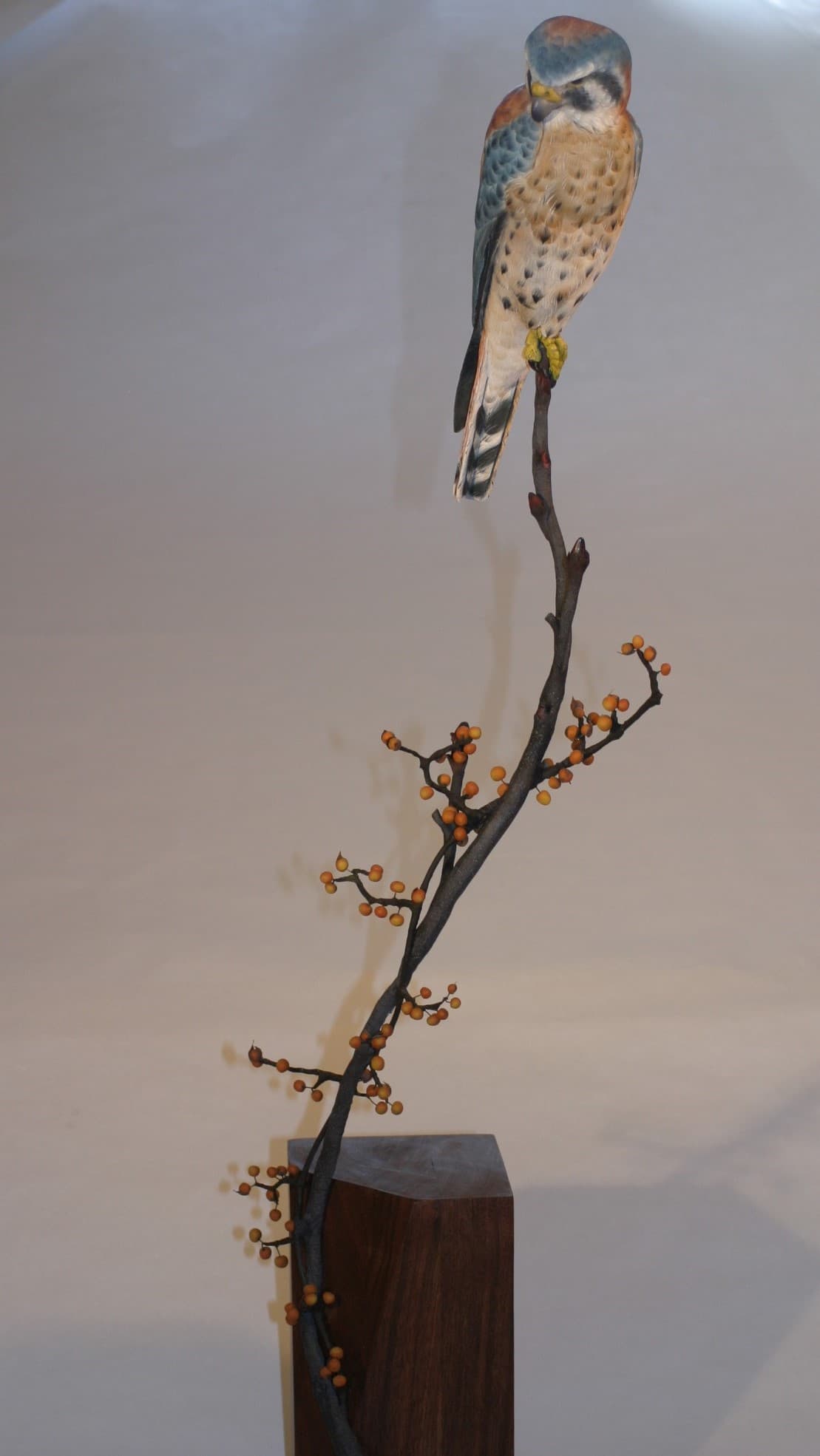 American Kestrel thumbnail 4