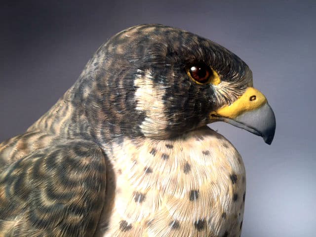 Peregrine Falcon - Image 1