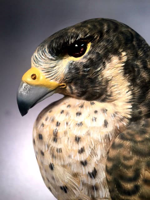 Peregrine Falcon thumbnail 2
