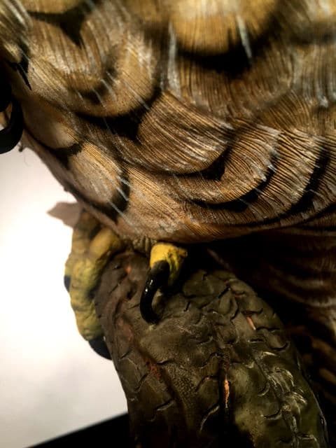 Peregrine Falcon thumbnail 3