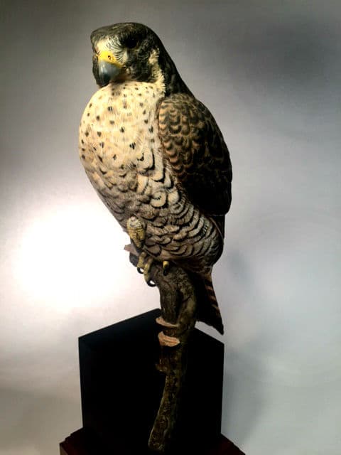 Peregrine Falcon thumbnail 5