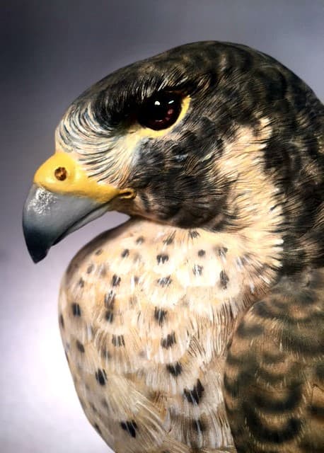 Peregrine Falcon