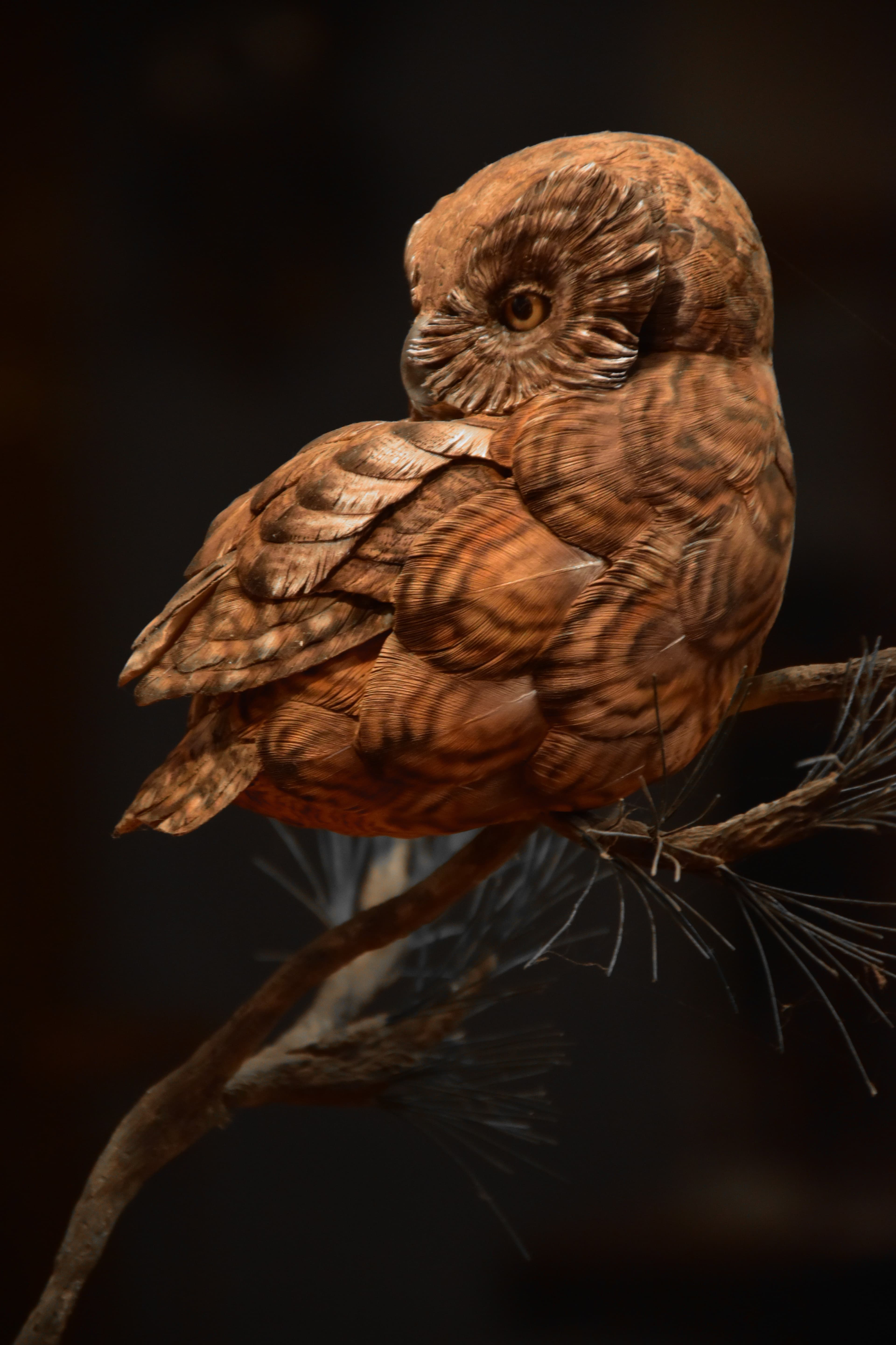 Screech Owl - Image 1