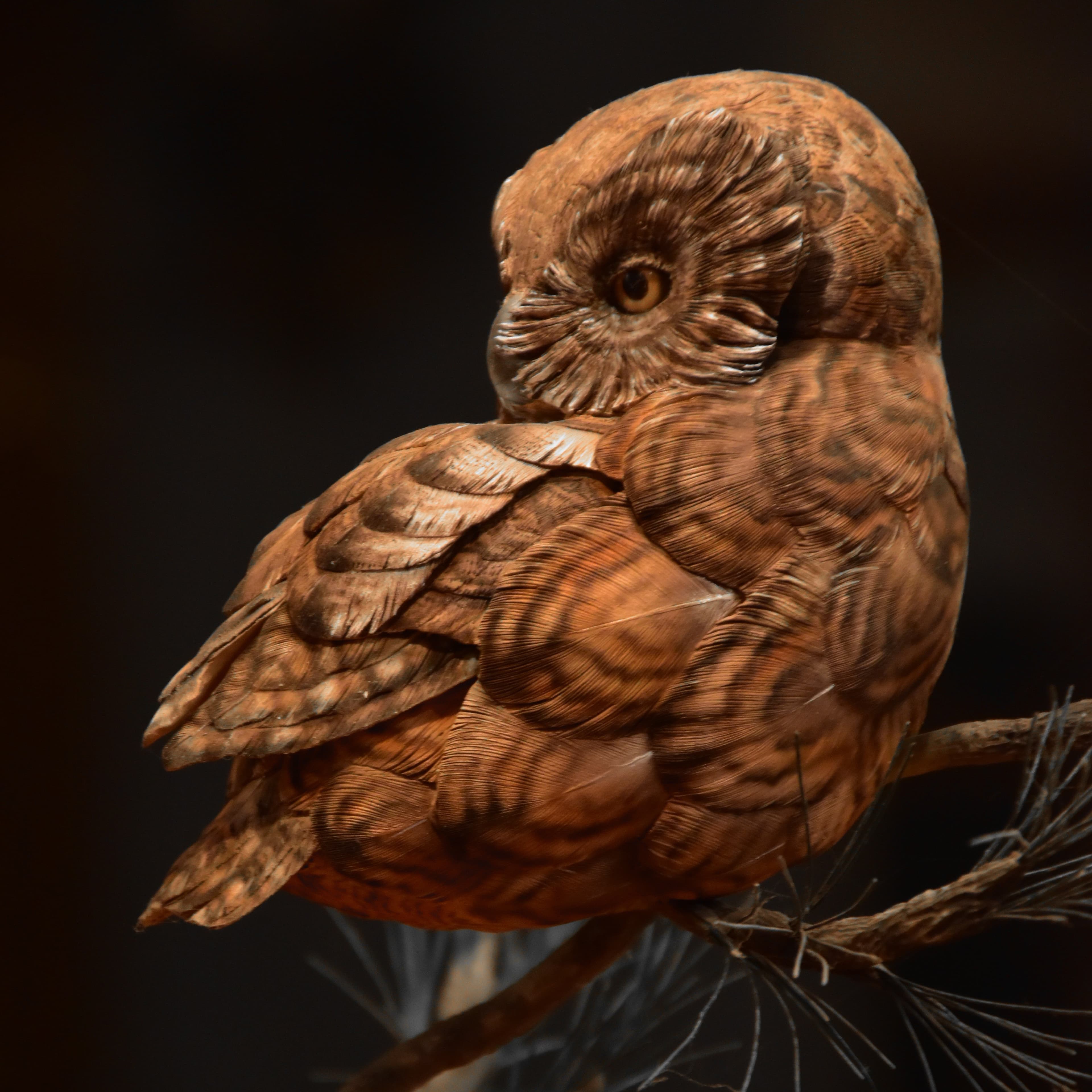 Screech Owl