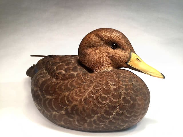 Black Duck - Image 1