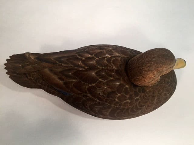 Black Duck thumbnail 3