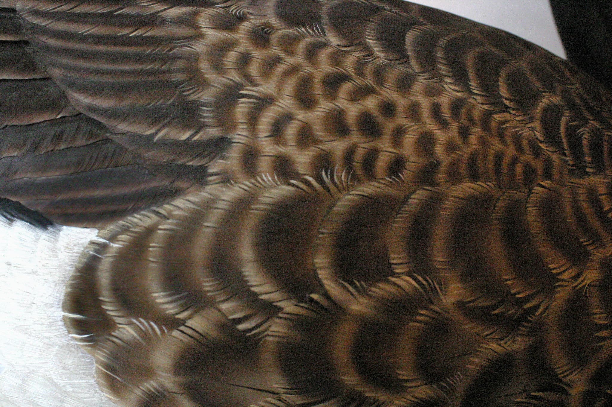 Canada Goose thumbnail 2