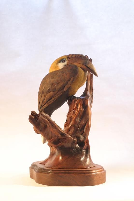 Blyth's Hornbill thumbnail 2