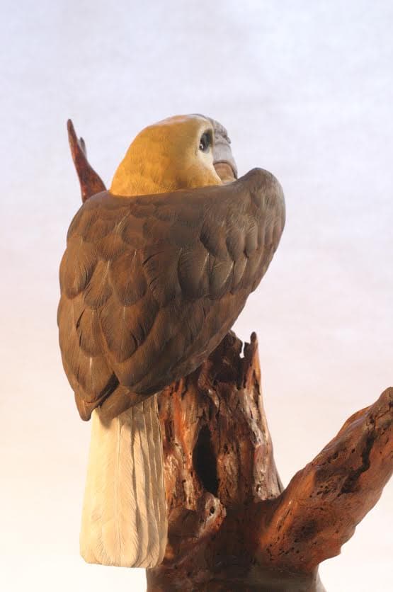 Blyth's Hornbill thumbnail 4