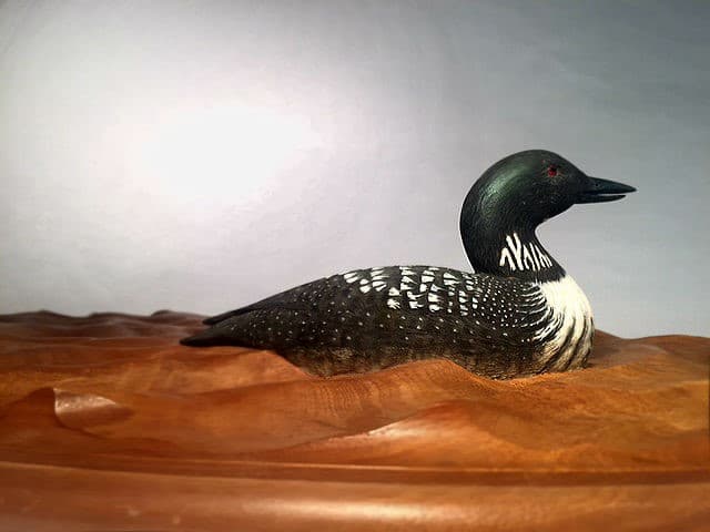 Common Loon