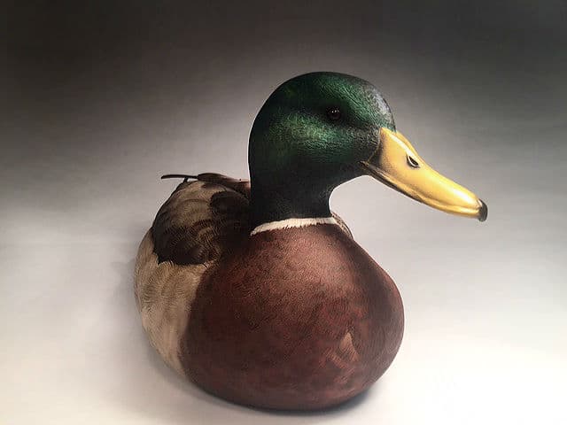 Mallard thumbnail 3