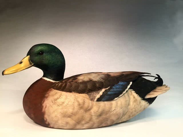 Mallard
