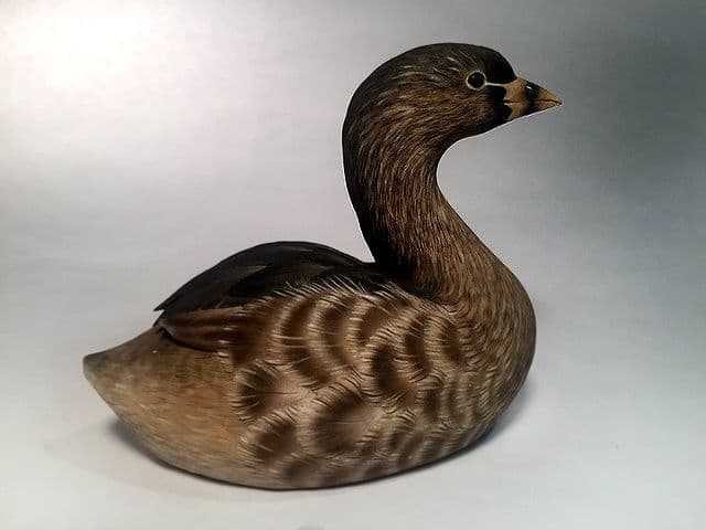 Pied-billed Grebe - Image 1