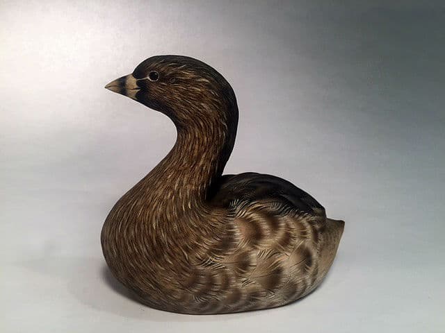 Pied-billed Grebe thumbnail 2