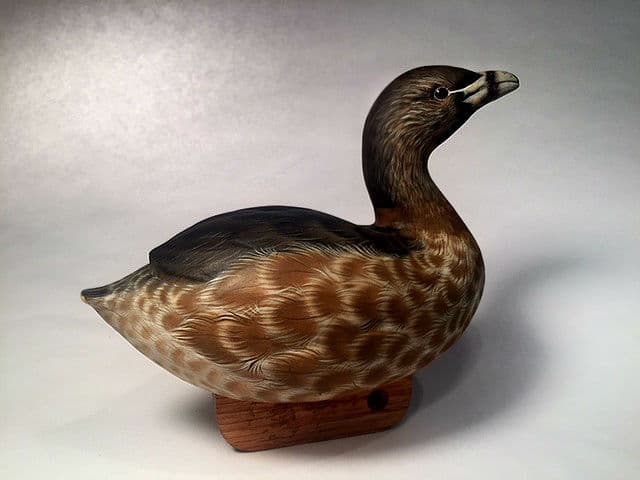 Pied-billed Grebe - Image 1