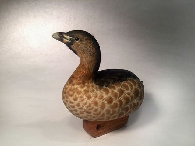 Pied-billed Grebe thumbnail 2