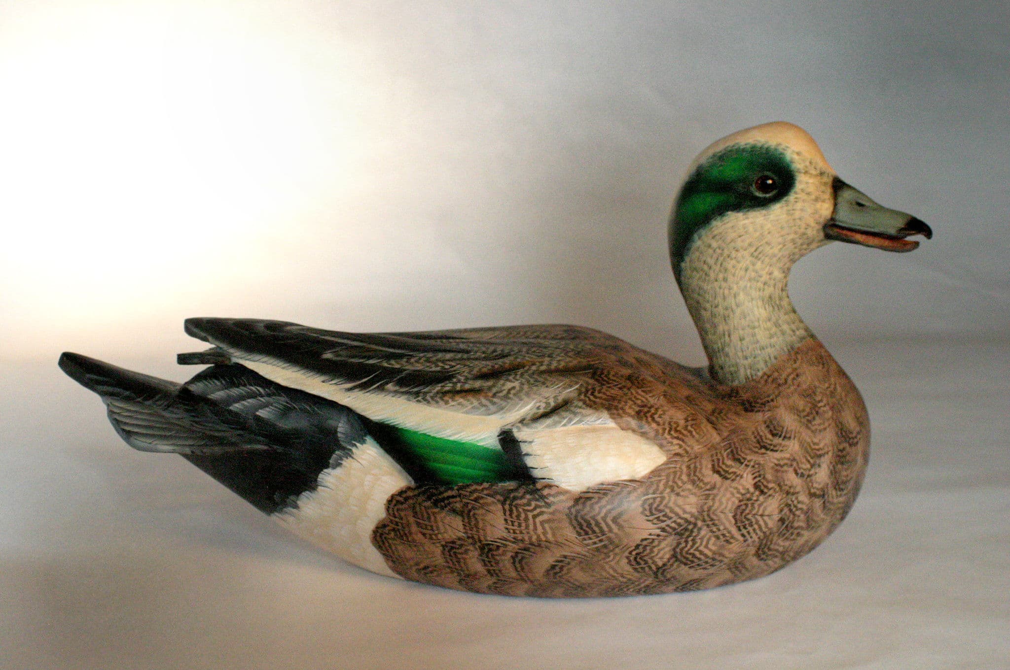 American Wigeon - Image 1