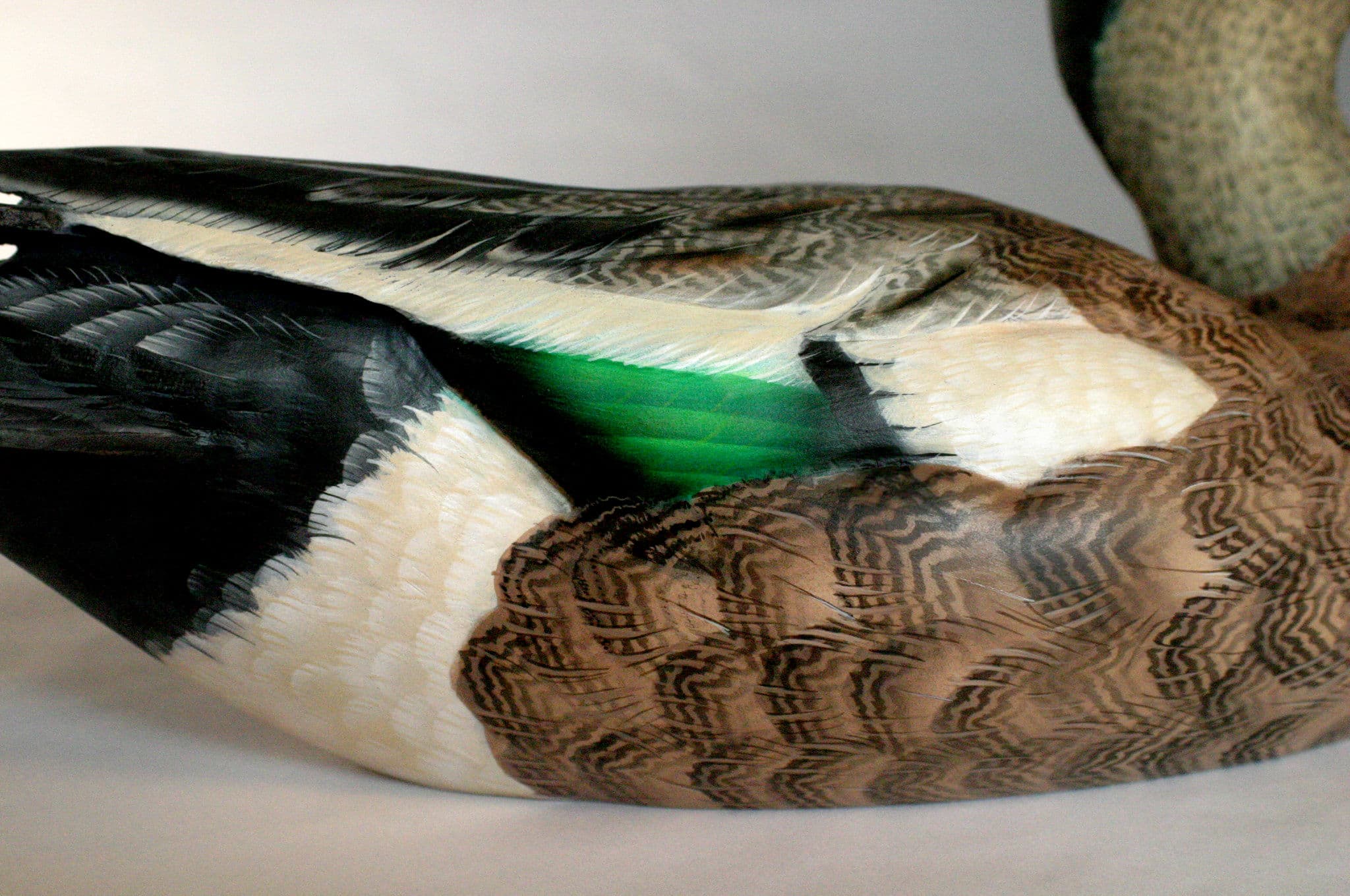 American Wigeon thumbnail 2