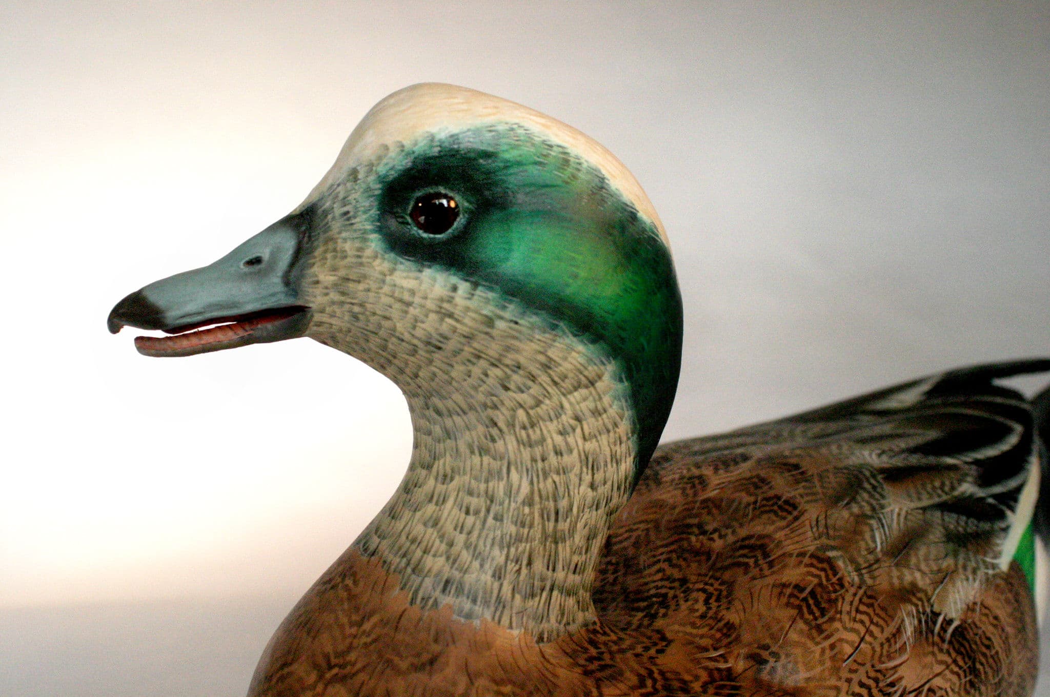 American Wigeon thumbnail 3