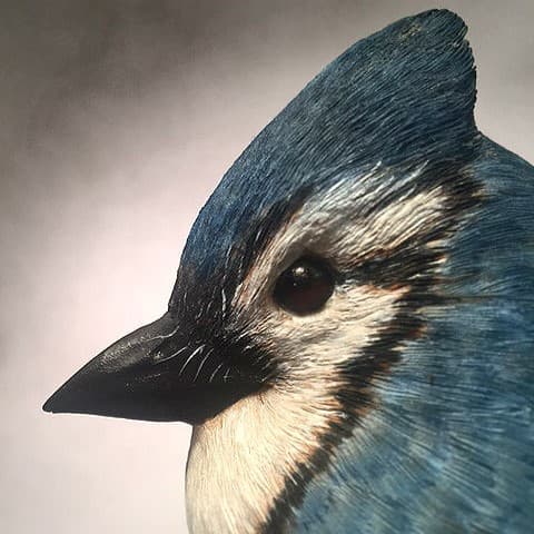 Blue Jay