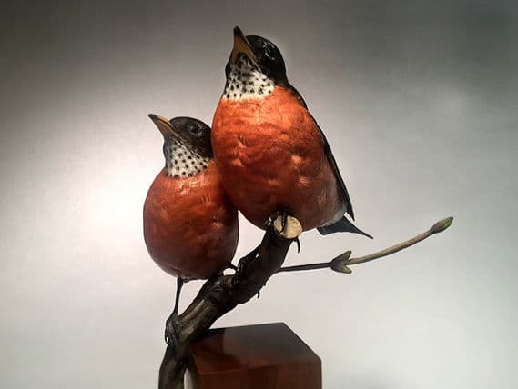 American Robin thumbnail 2