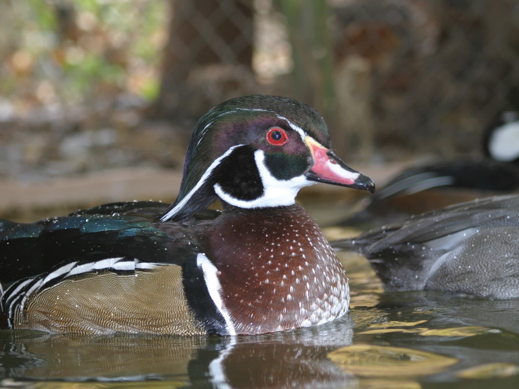 A wood duck drake on the water